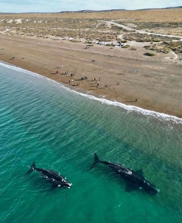 Temporada de ballenas
