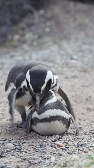 Pinguinos y Toninas