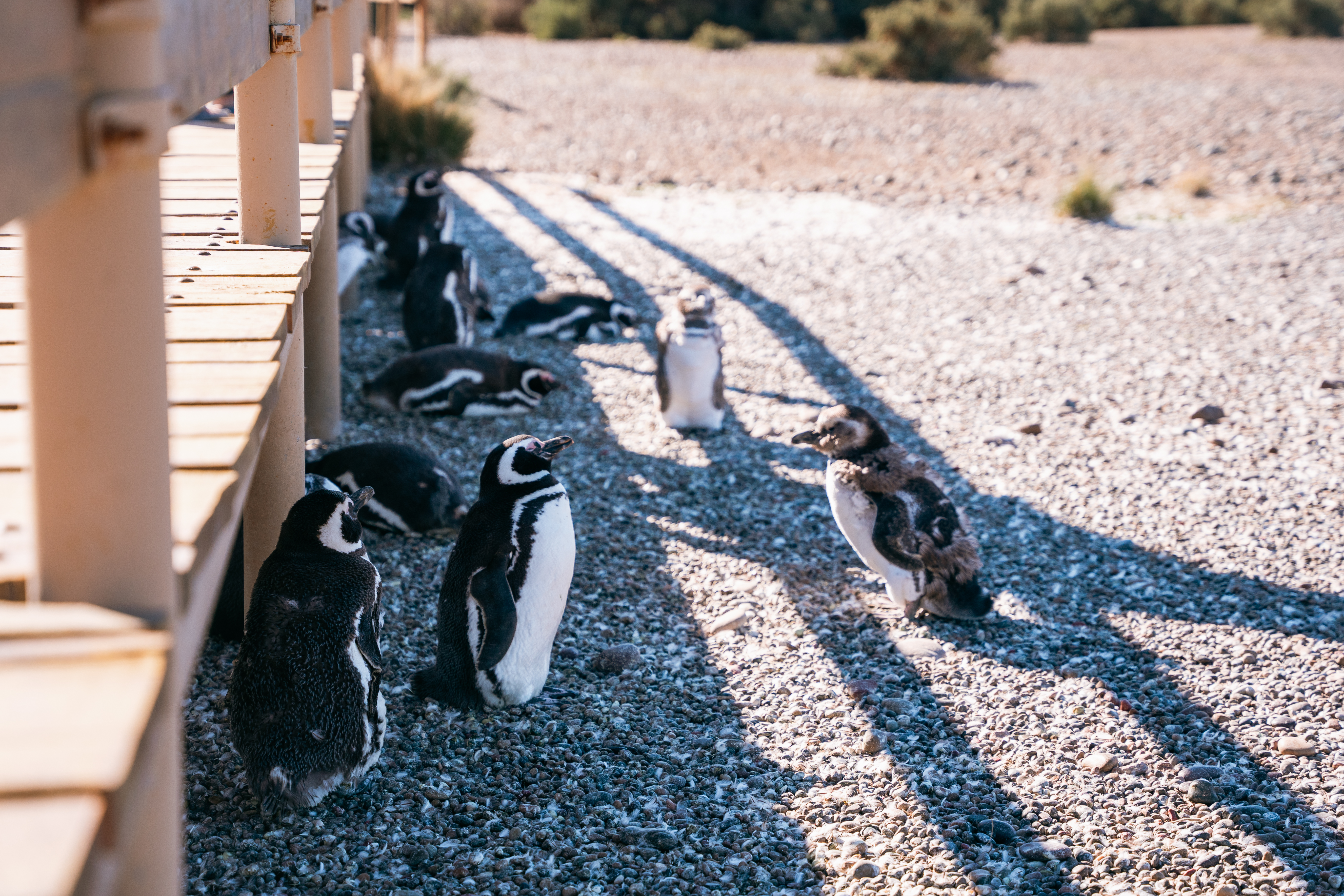 CLUB DE VIAJEROS: EDICIÓN PINGÜINO