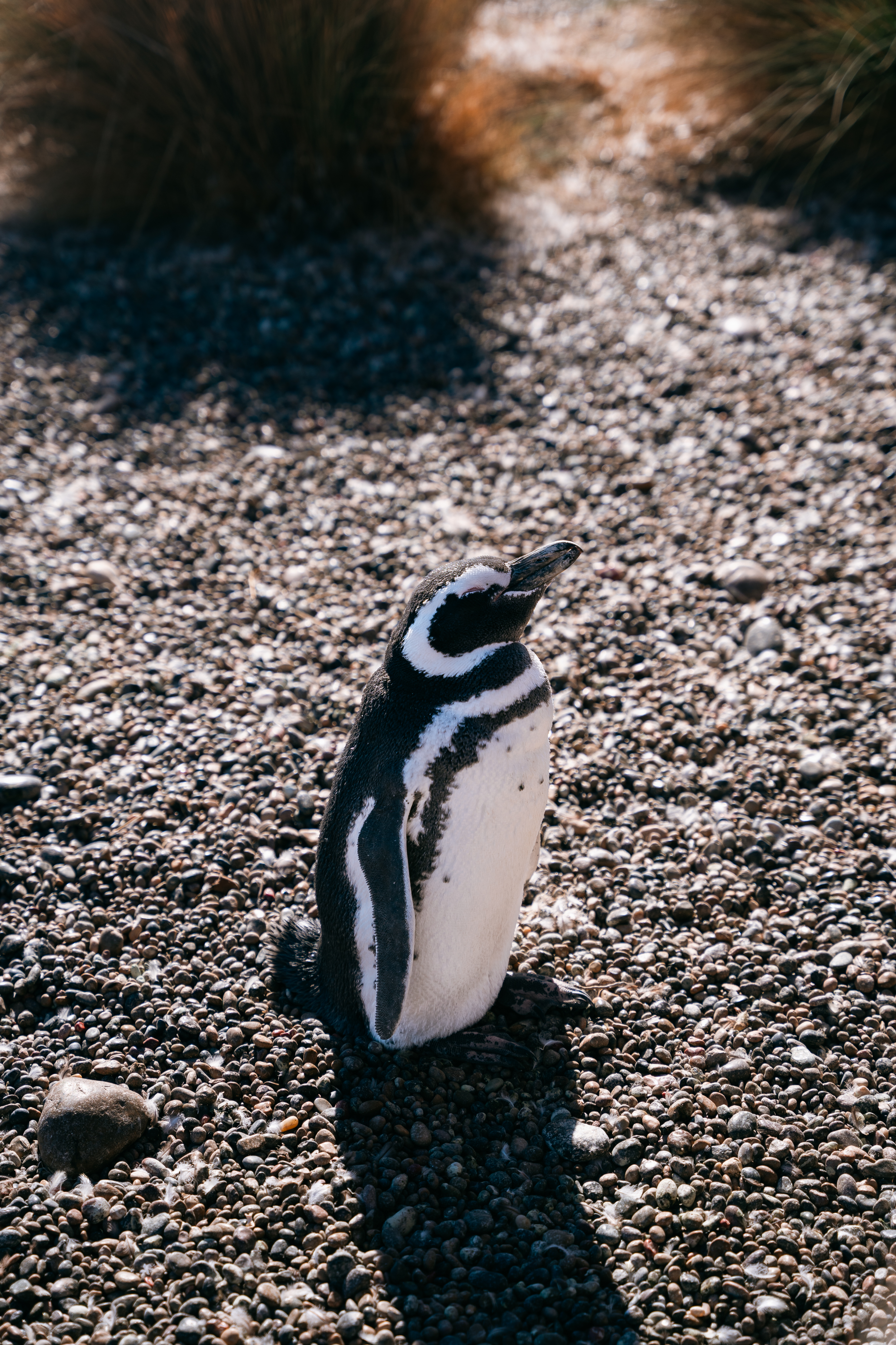 CLUB DE VIAJEROS: EDICIÓN PINGÜINO